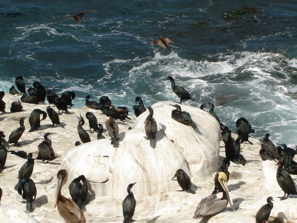 Antarctica Birds wallpaper