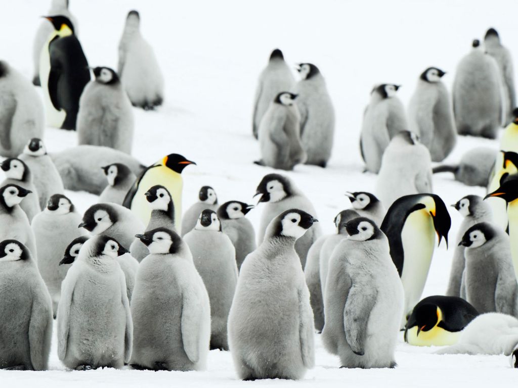 Antarctica Penguins wallpaper
