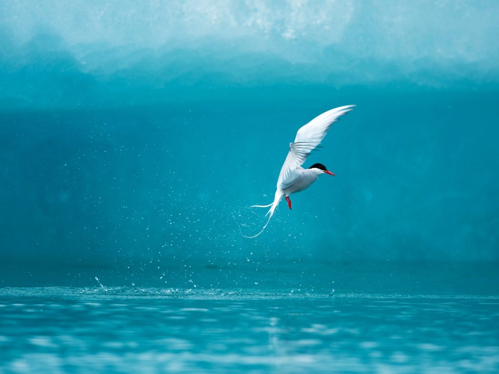 Arctic Tern wallpaper