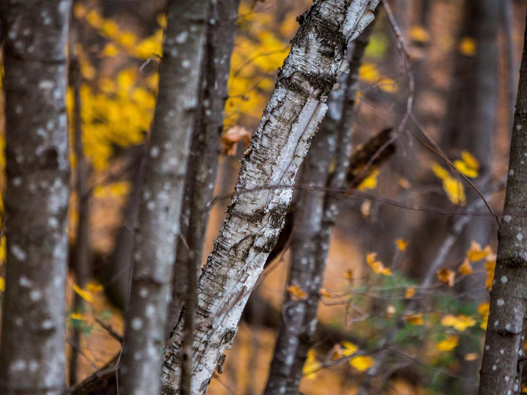 Autumn Birch Tree wallpaper: Mùa thu là thời điểm tuyệt vời để lưu giữ những khoảnh khắc đáng nhớ. Với Autumn Birch Tree wallpaper, bạn sẽ được trải nghiệm cảm giác thật sự của mùa thu với những chiếc lá vàng rơi rụng và những cây bạch dương đầy màu sắc. Hãy trang trí điện thoại của bạn với bức ảnh này trong mùa thu này nhé!
