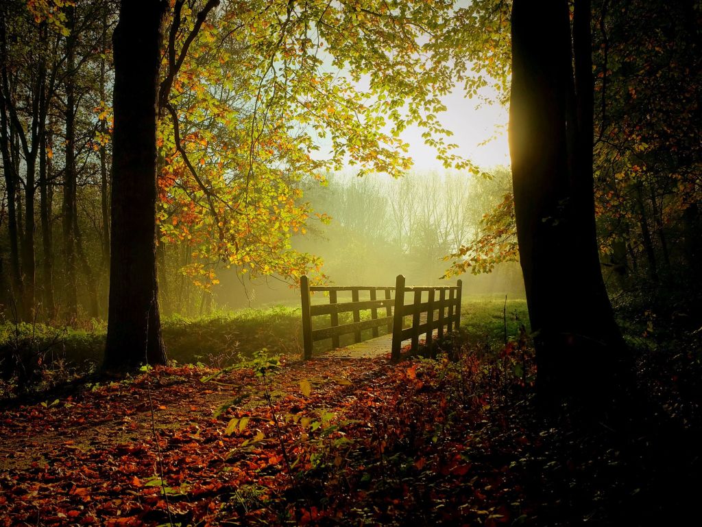Autumn-Dark Forest With Morning Sunlight-High Definition wallpaper