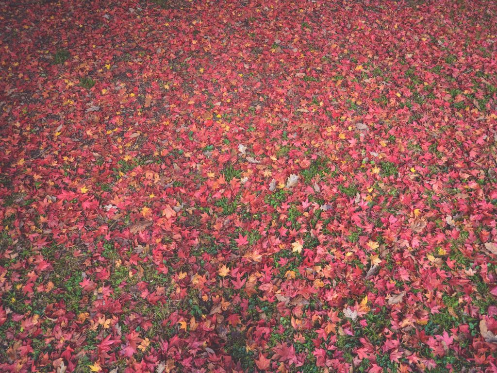 Autumn Fields Grass Green Leaves Pink Red wallpaper