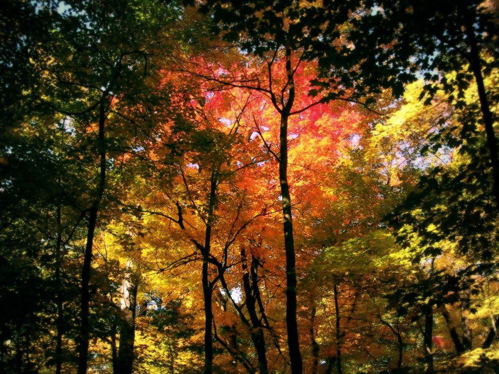 Autumn Forest 8457 wallpaper