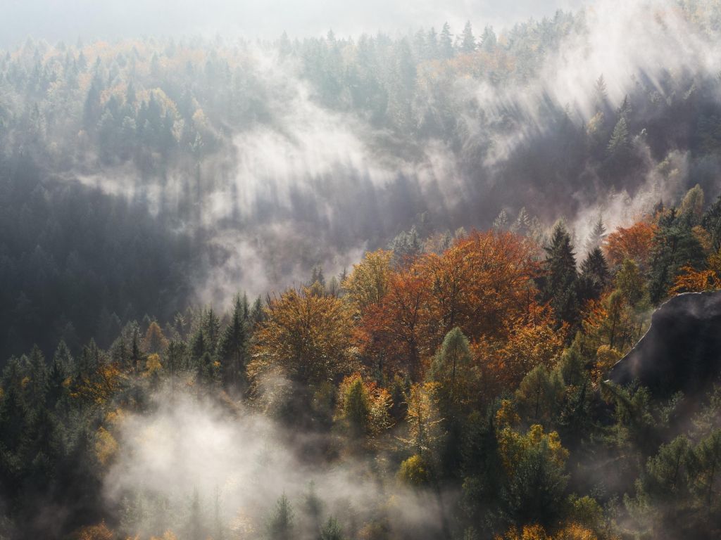 Autumn Forest in Fog wallpaper
