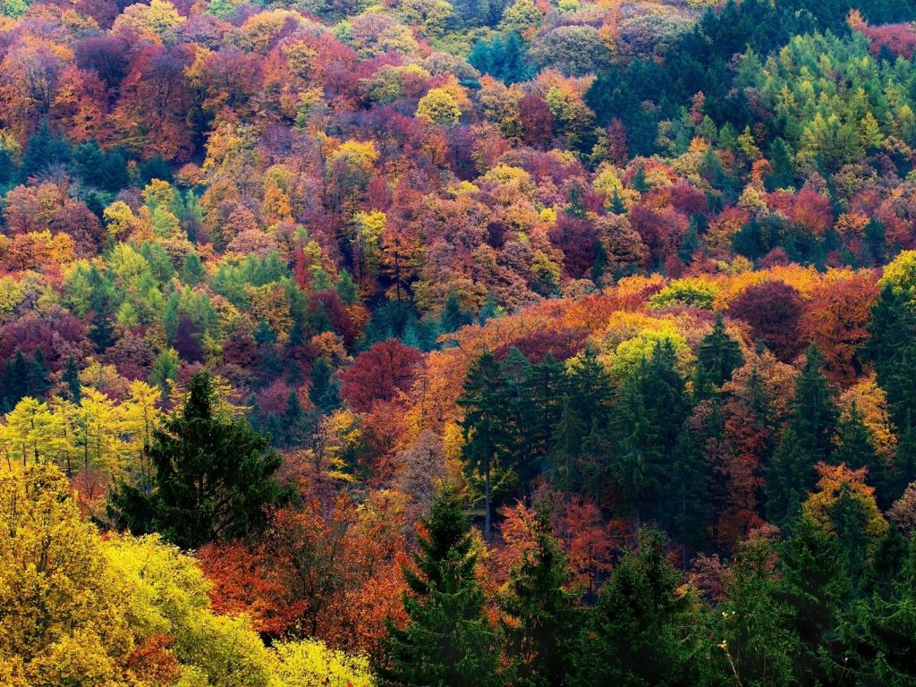 Autumn Forest Trees Seen From Top wallpaper