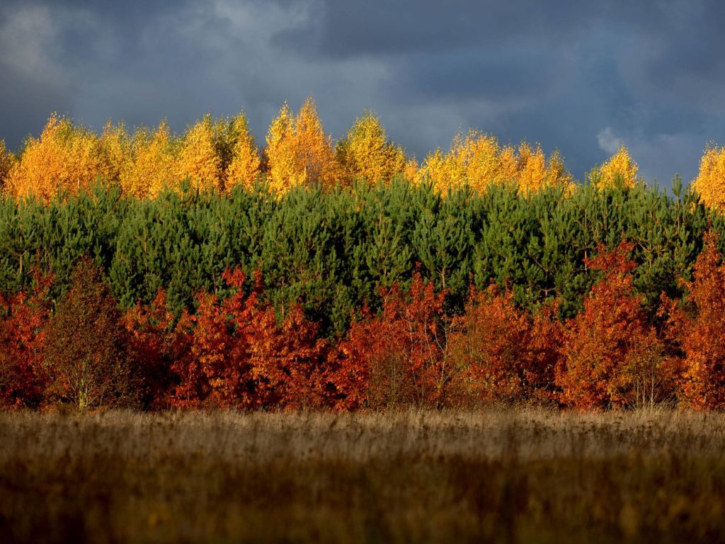 Autumn in Lithuania wallpaper
