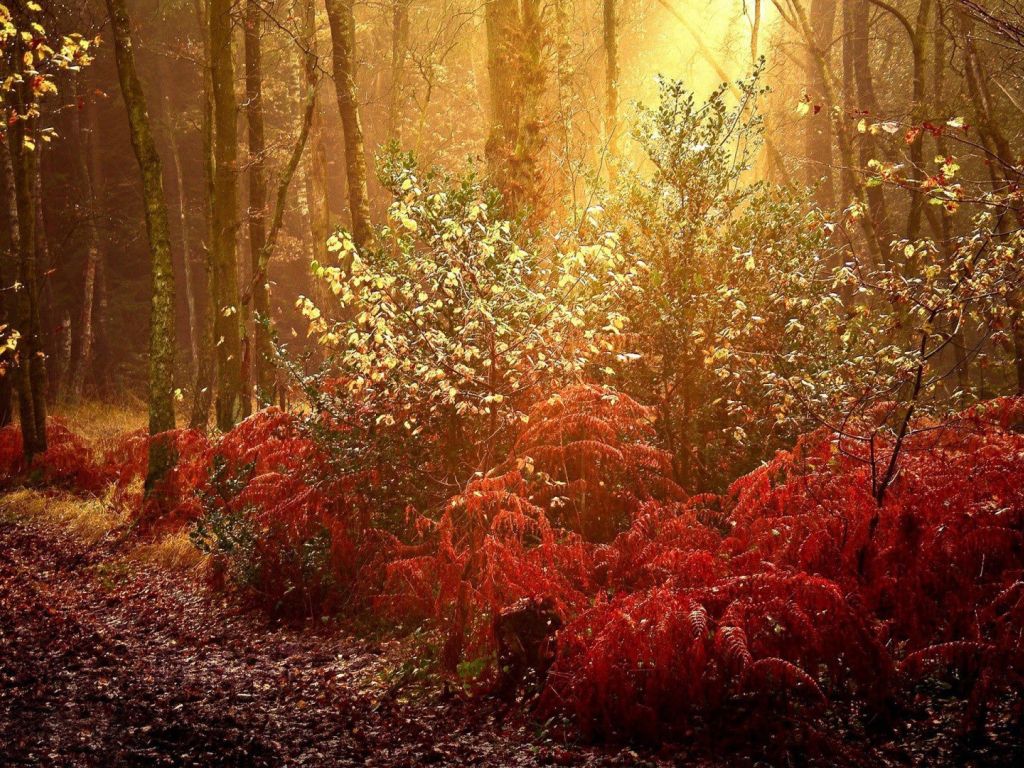 Autumn in The Forest 13506 wallpaper