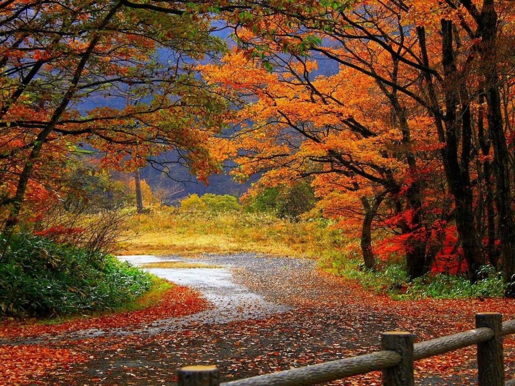 Autumn In The Park wallpaper