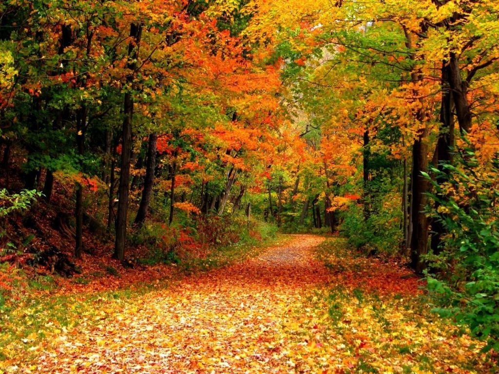 Autumn Lane Through The Forest wallpaper