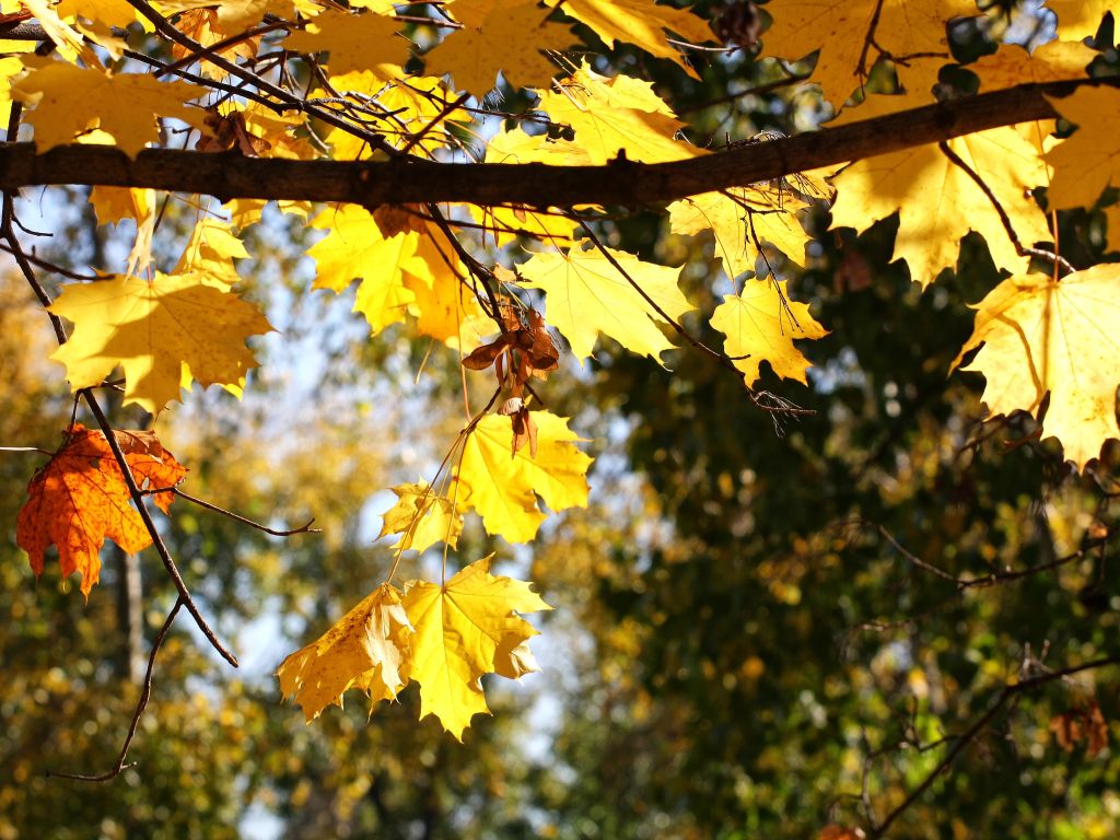 Autumn Leaves Hanging wallpaper