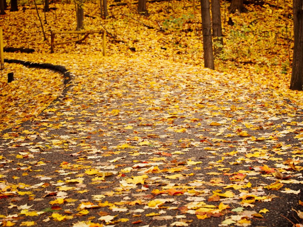 Autumn Leaves Road in Park wallpaper