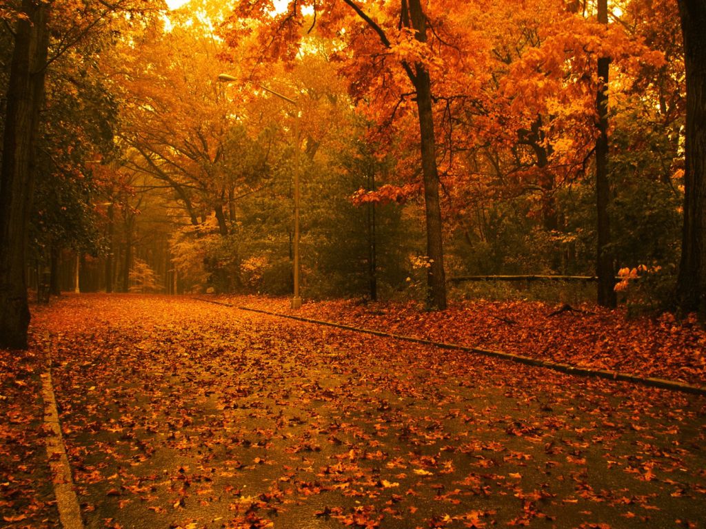 Autumn Leaves Road Path wallpaper