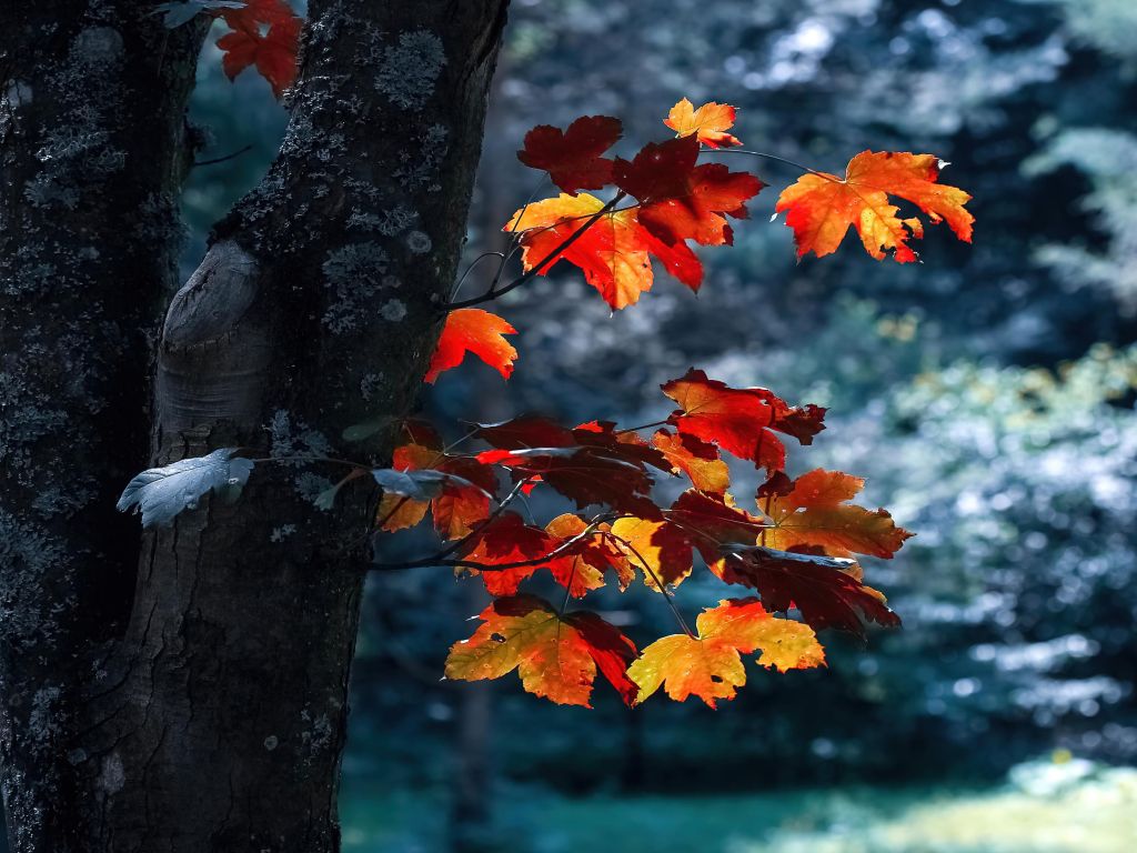 Autumn Leaves wallpaper