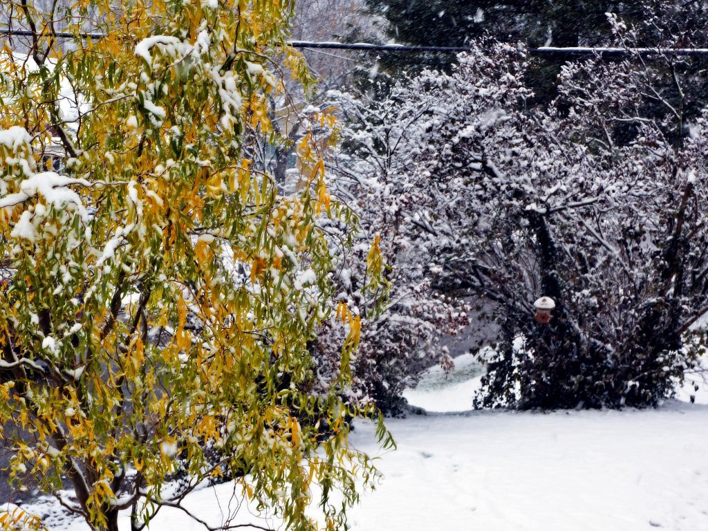 Autumn Leaves With Snow wallpaper