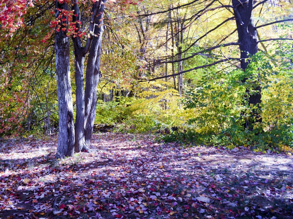 Autumn Near Whaples Brook South Windsor CT wallpaper