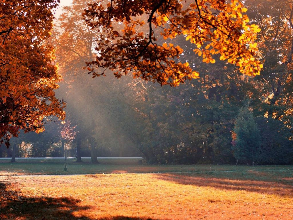 Autumn Sunlight in The Park 15895 wallpaper