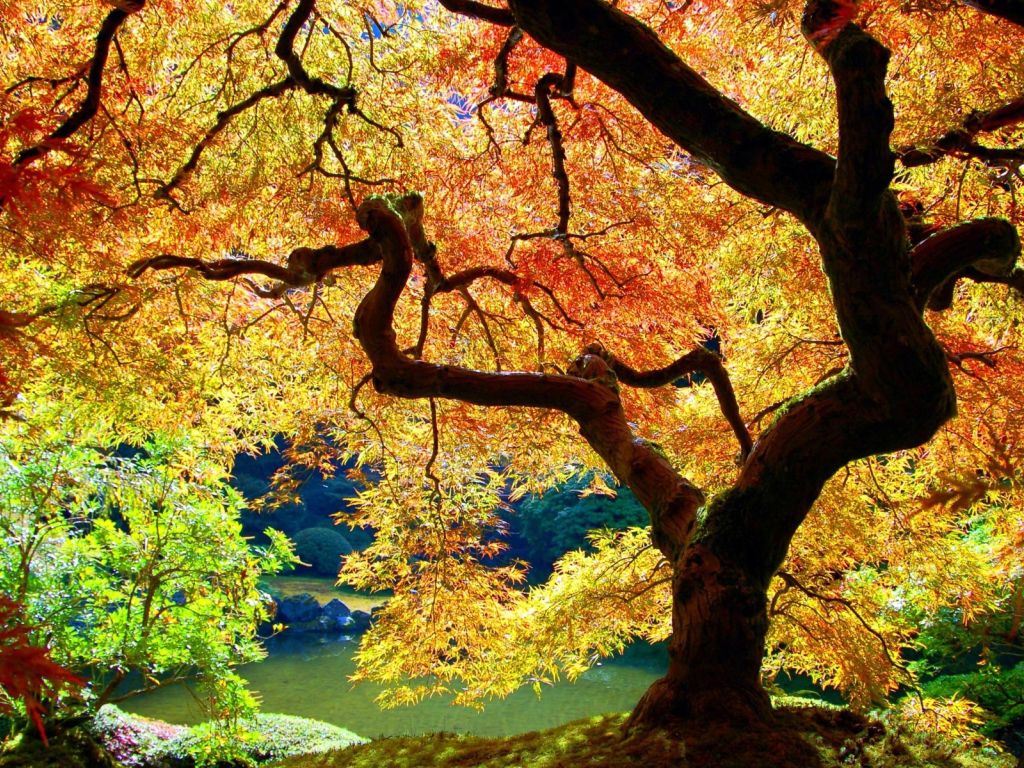 Autumn Tree 13310 wallpaper