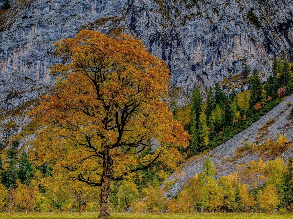 Autumn Tree Next to Mountains wallpaper