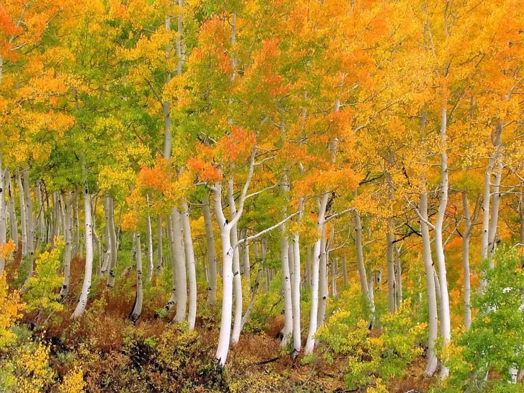 Autumn Trees 2300 wallpaper