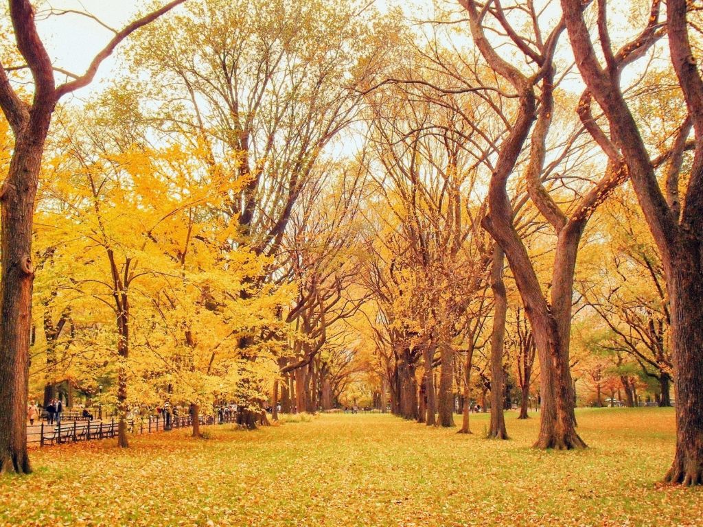 Autumn Trees Path wallpaper