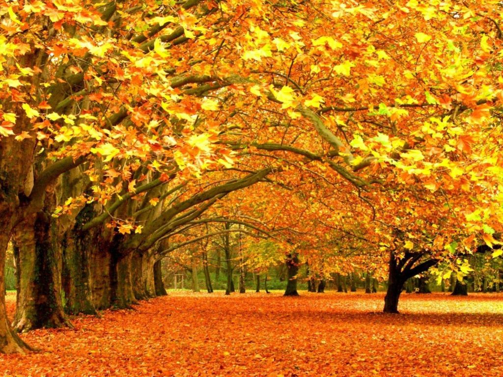 Autumn Trees wallpaper