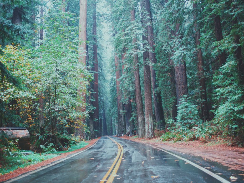 Avenue of the Giants Humboldt County CA wallpaper