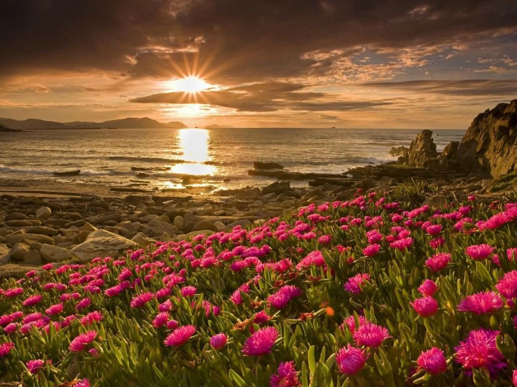 Awesome Flowers Beach wallpaper