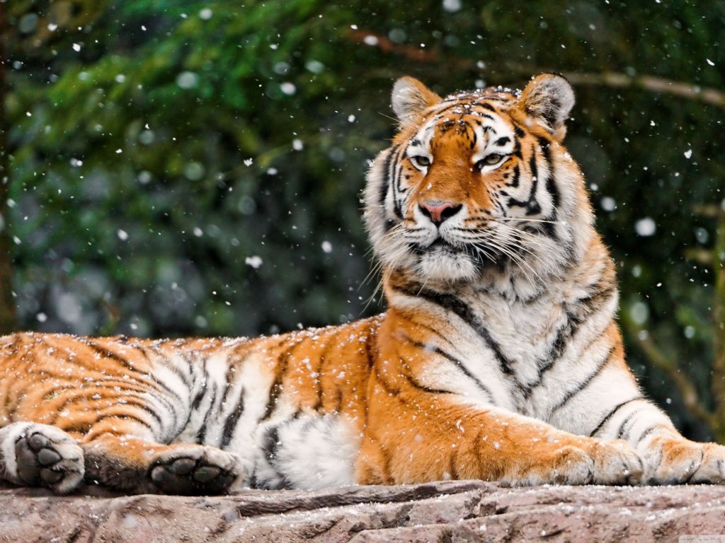 Awesome Relaxing Tiger wallpaper