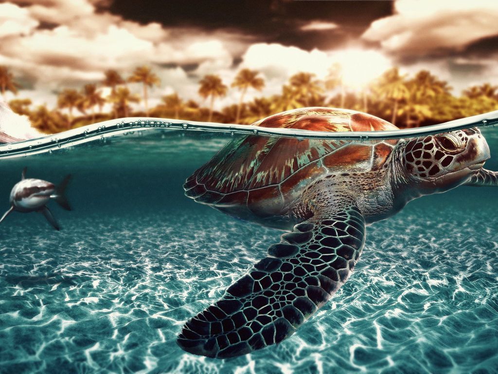 Awesome Turtle wallpaper