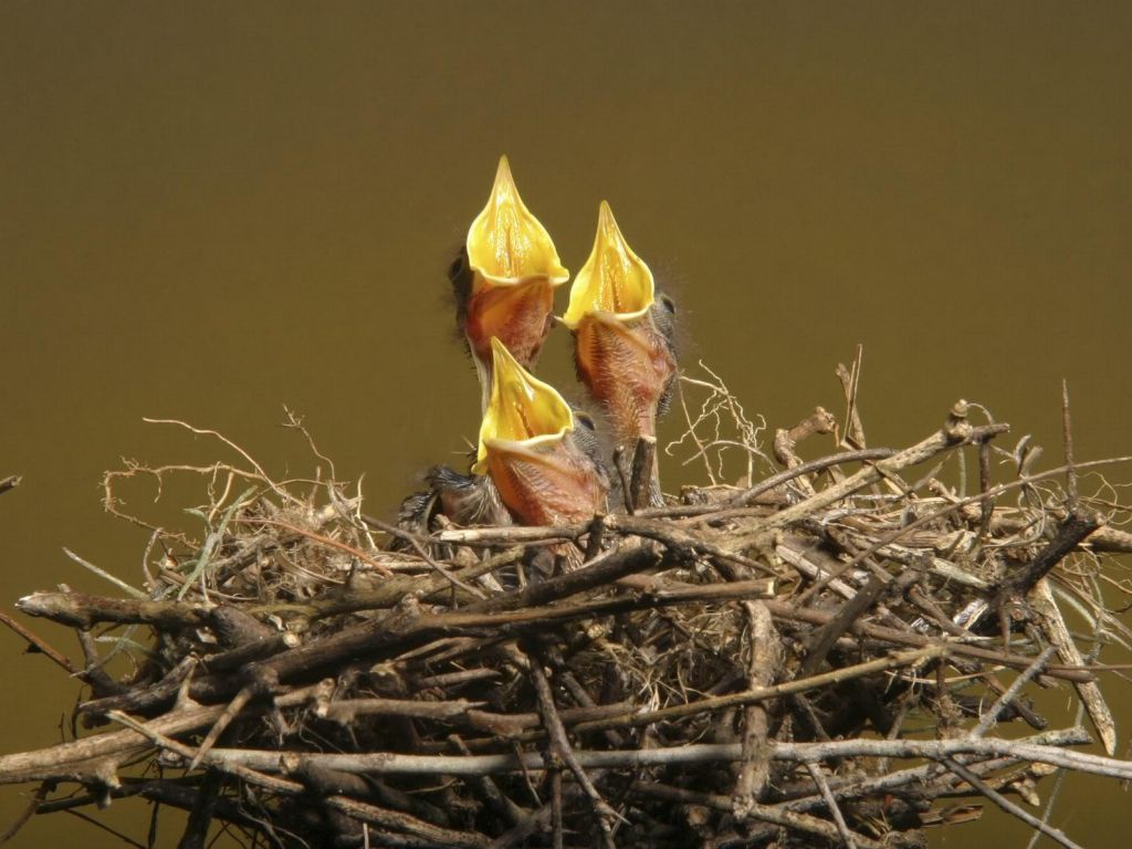 Baby Birds In Nest wallpaper