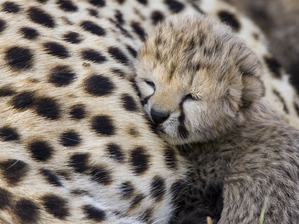 Baby Cheetah wallpaper