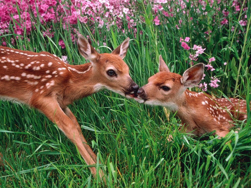 Baby Deer wallpaper