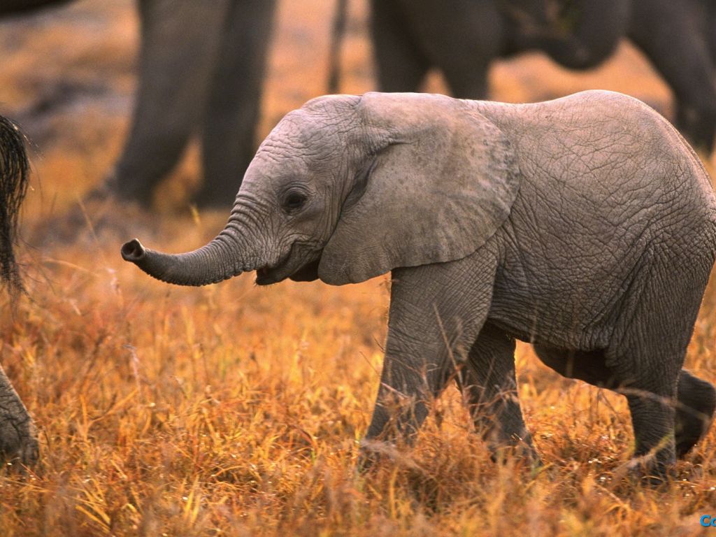 Baby Elephants In Africa wallpaper