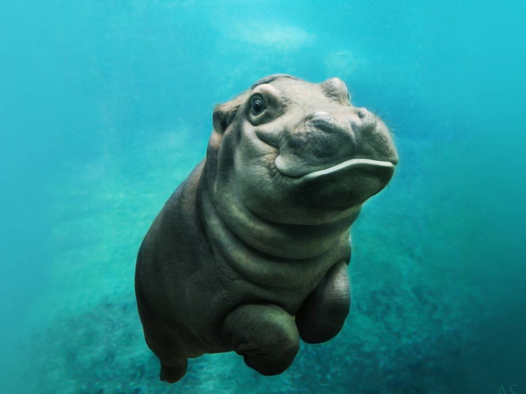 Baby Hippo wallpaper