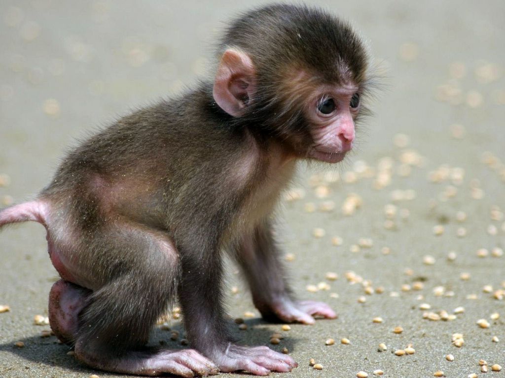 Baby Monkey wallpaper