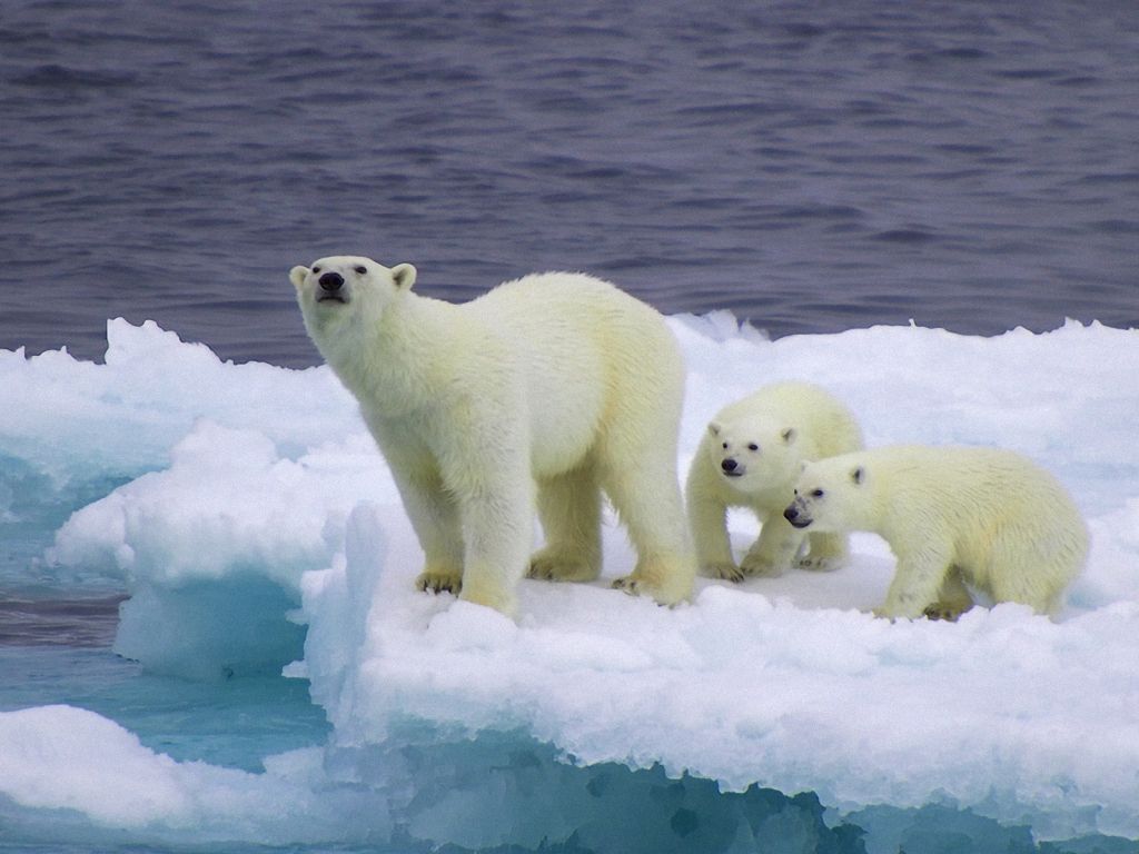 Baby Polar Bears wallpaper