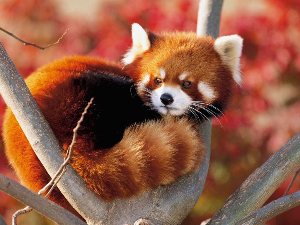 Baby Red Panda wallpaper