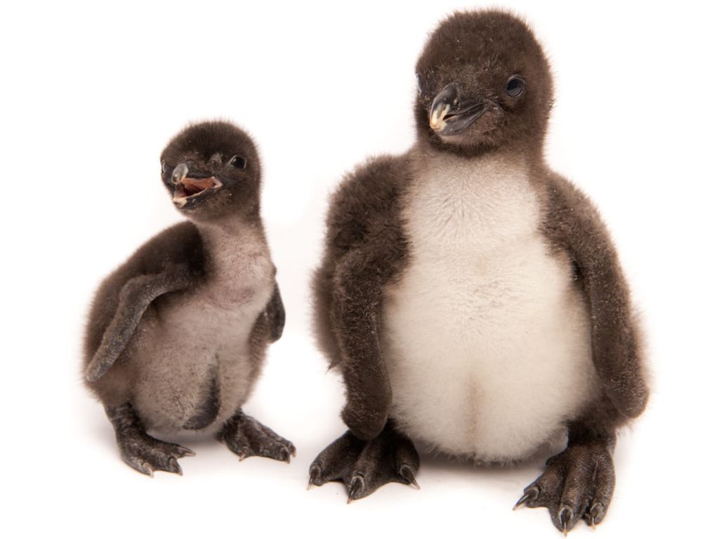 Baby Rockhopper Penguins wallpaper