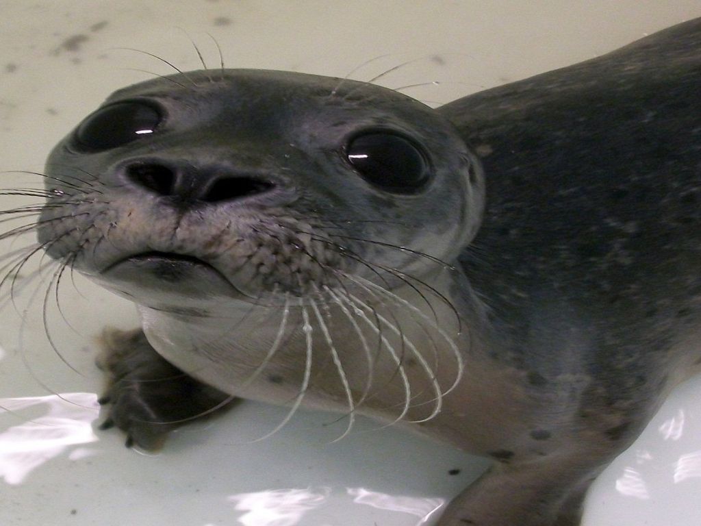 Baby Seal Selfie wallpaper