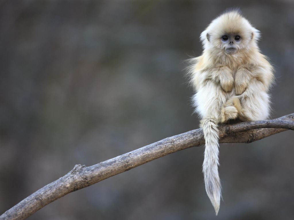 Baby Snub-nosed Monkey From Central China wallpaper