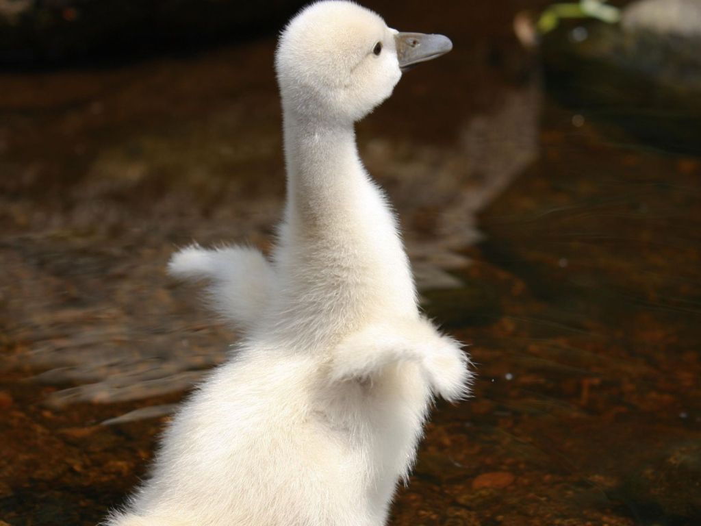 Baby Swan wallpaper