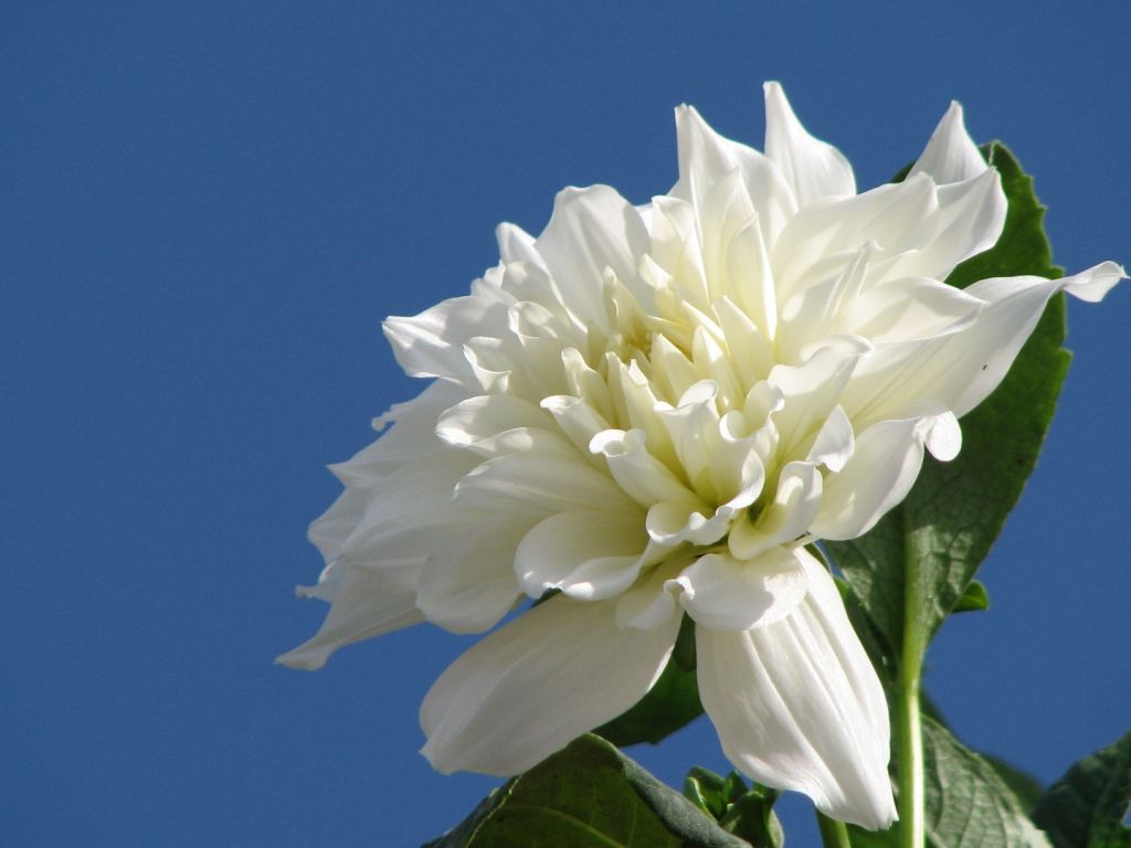 Background, Skyblue, Photography, Dahlia, Photos, Pictures wallpaper