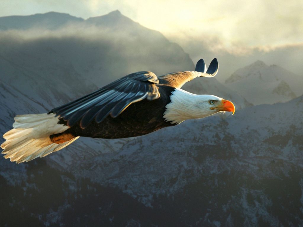 Bald Eagle Flying wallpaper