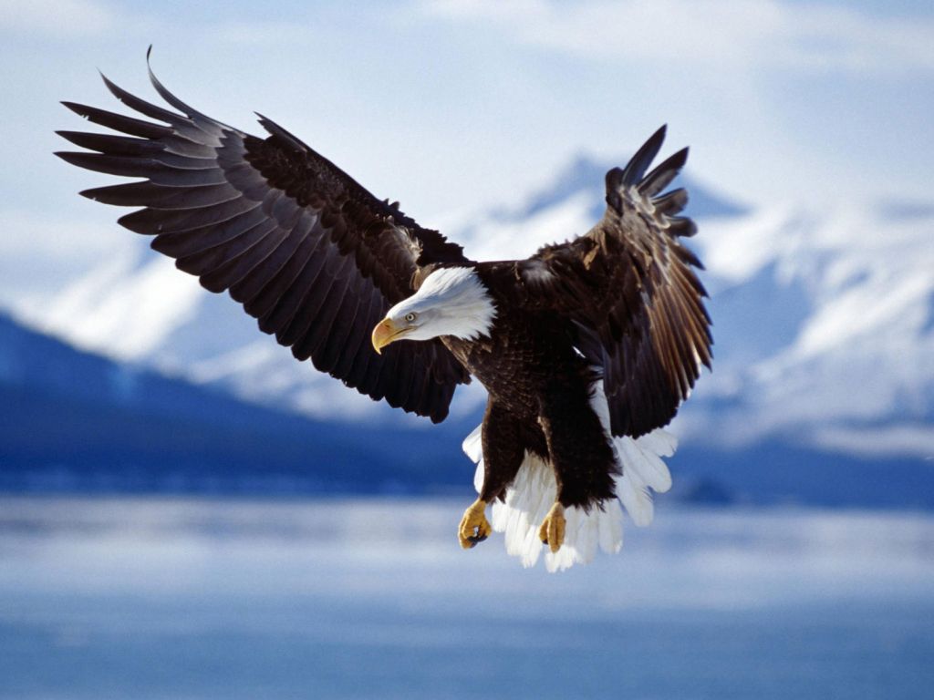 Bald Eagle in Flight Alaska wallpaper