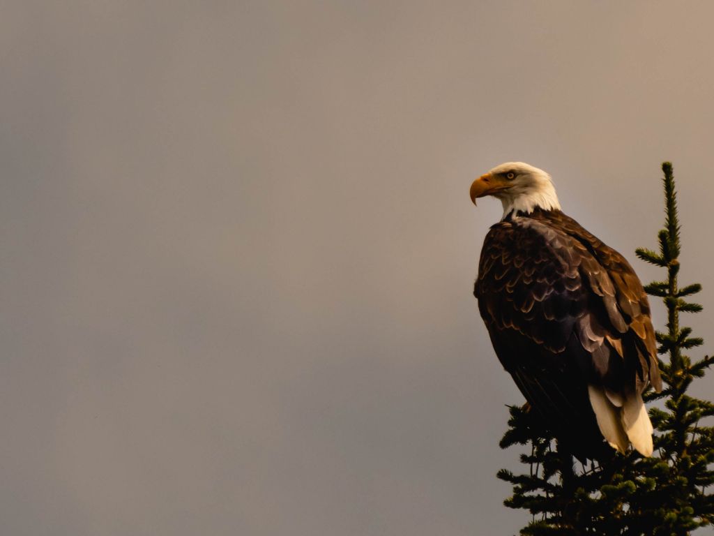 Bald Eagle on Yellowstone Lake wallpaper