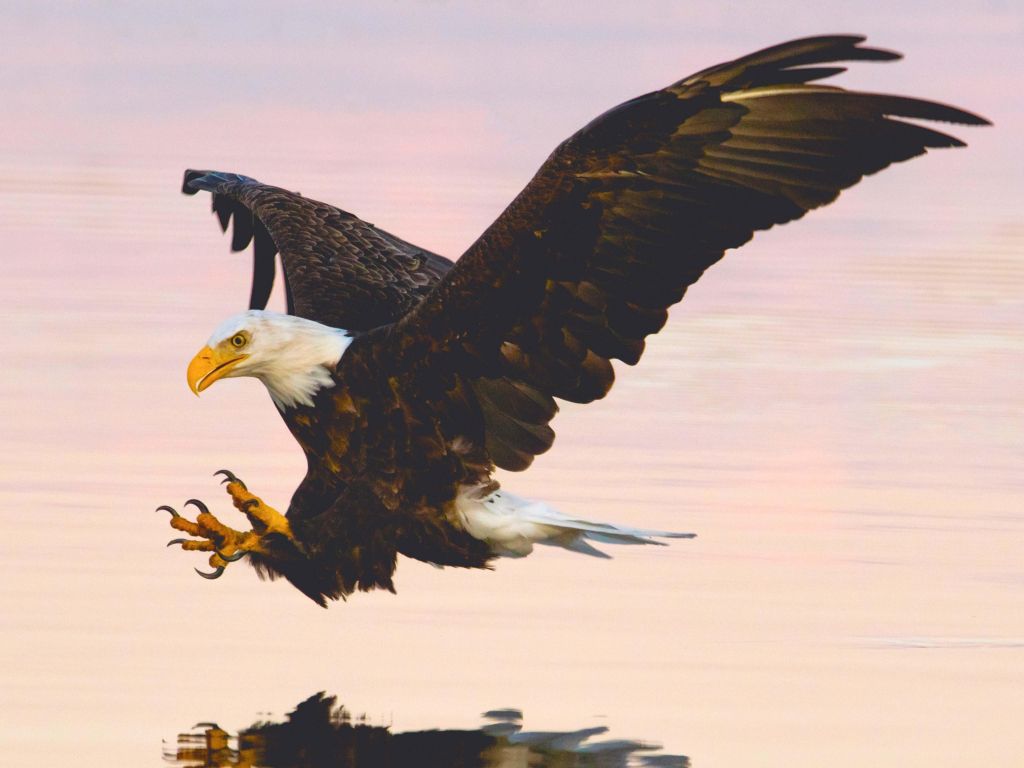 Bald Eagle With Its Talons Exposed as It Prepares to Grab Something Out of the Water wallpaper