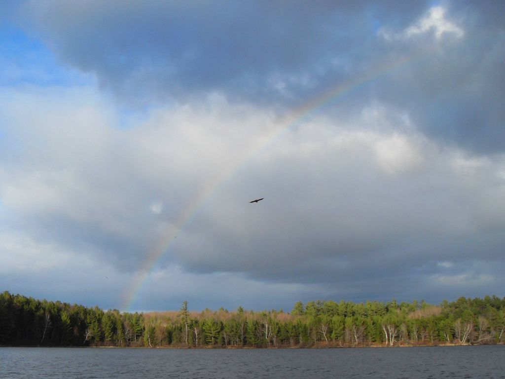 Bald Eagles and Rainbow Over Gilmore Lake Oneida County WI wallpaper