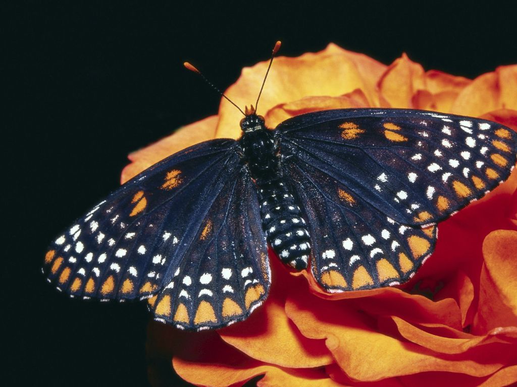 Baltimore Butterfly wallpaper