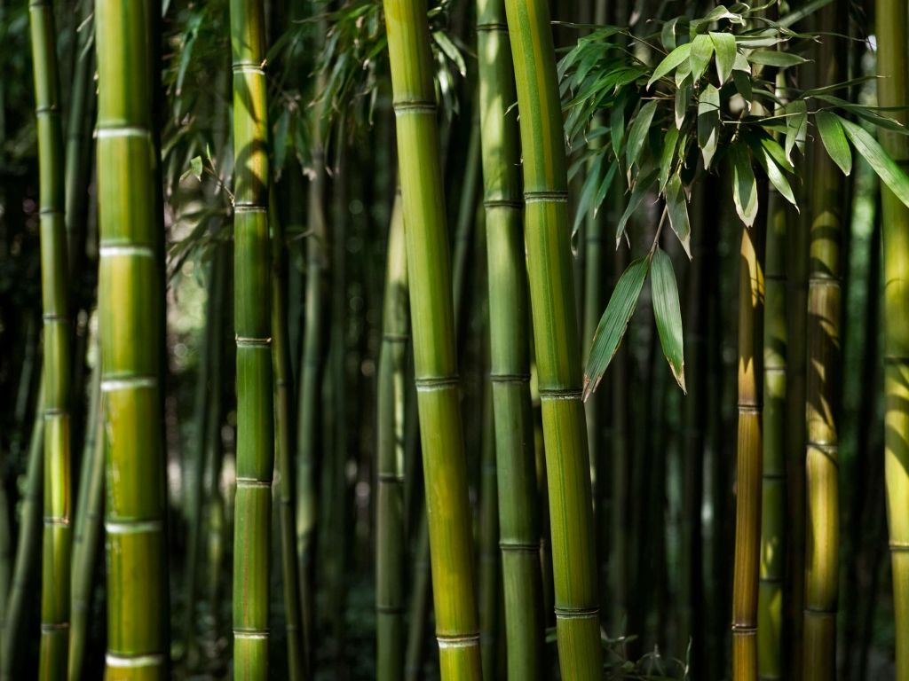 Bamboo Forest wallpaper