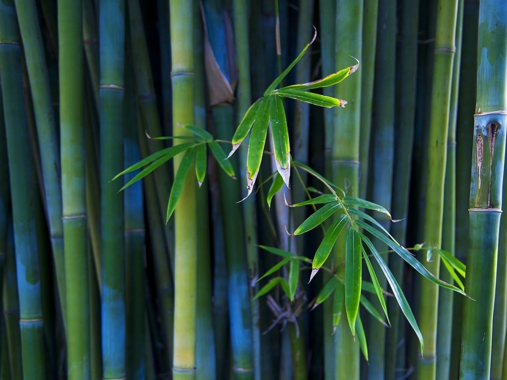 Bamboo sticks, macro, bambusoideae sticks, 3D art, green bamboo, bamboo  canes, HD wallpaper | Peakpx